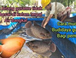 Estimasi Finansial: Berapa Modal Awal Budidaya Ikan Gurame bagi Pemula?