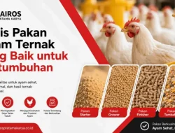 Memahami Pakan Tambahan Ternak Ayam: Strategi Nutrisi, Efisiensi Biaya, dan Optimasi Bisnis Agribisnis