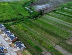 Mengapa Luas dan Produktivitas Tanah Pertanian di Pinggiran Kota Terus Menurun? Analisis Ekonomi dan Bisnis