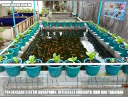 Mengenal Budidaya Ikan Sistem Aquaponik: Konsep, Analisis Bisnis, dan Strategi Implementasi