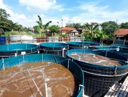 Mengenal Budidaya Ikan Sistem Bioflok: Solusi Efisiensi Bisnis Perikanan Modern