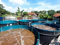 Mengenal Budidaya Ikan Sistem RGN: Konsep, Peluang Bisnis, dan Manajemen Risikonya