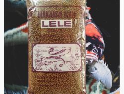 Panduan Lengkap Agribisnis: Apa itu Pakan Pelet untuk Ternak Lele dan Manajemen Efisiensinya