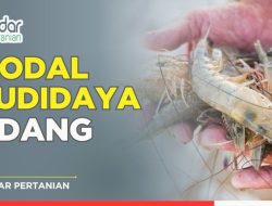Panduan Lengkap: Berapa Modal Awal Budidaya Udang dan Rincian Biayanya