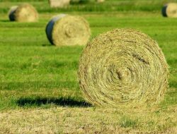 Panduan Lengkap Pakan Hay untuk Ternak: Strategi Efisiensi Operasional dan Manajemen Risiko Agribisnis