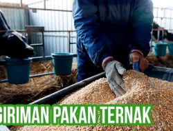Panduan Lengkap Pakan Komplementer Ternak: Definisi, Manfaat, dan Strategi Penerapannya