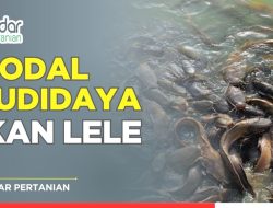 Panduan Lengkap Perhitungan Modal Awal Budidaya Ikan Lele: Analisis Biaya dan Strategi Keuangan