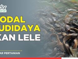 Rincian Analisis Finansial: Berapa Modal Awal Budidaya Ikan Lele untuk Pemula?