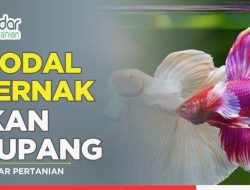 Rincian Lengkap Berapa Modal Awal Budidaya Ikan Cupang dan Analisis Finansial Usahanya